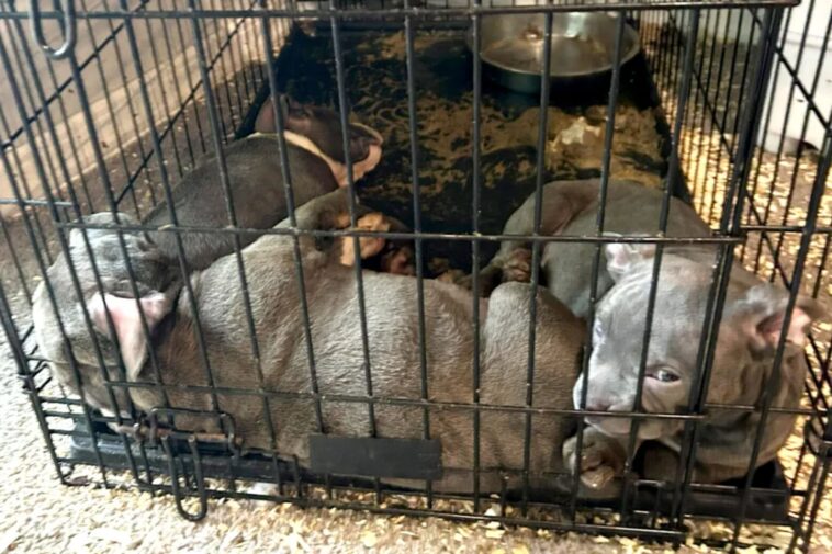 long-island-drug-dealer-and-girlfriend-subjected-puppies-to-horrific-conditions-as-he-peddled-fentanyl:-da
