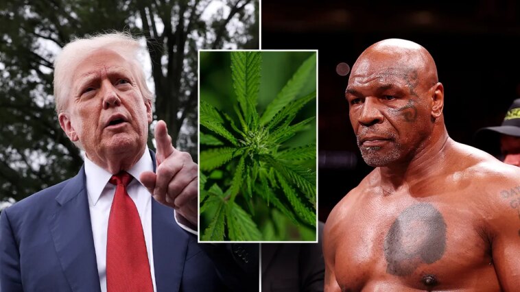 mike-tyson-says-whether-he-fights-again-depends-on-federal-marijuana-legalization-and-rescheduling