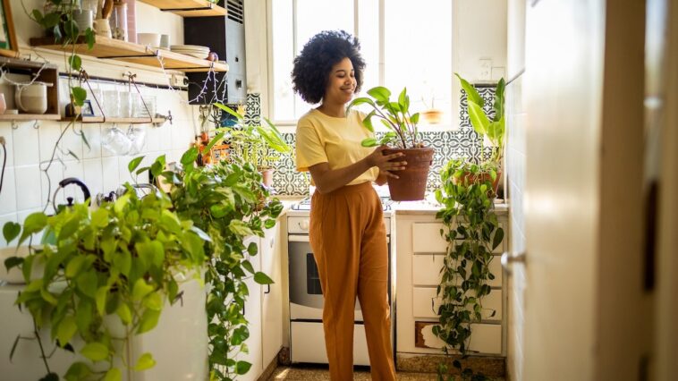 indoor-garden-systems-that-are-worth-the-hype