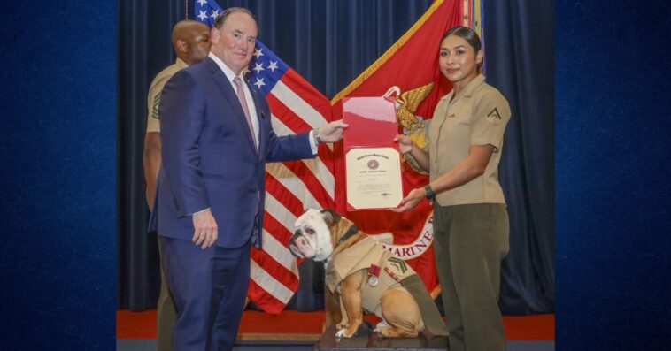 heartwarming-honor:-marine-corps-mascot-cpl.-chesty-xvi-awarded-good-conduct-medal-by-secretary-phelan,-who-also-just-ended-cruel-dog-and-cat-testing-in-navy-labs