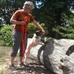 virginia-tech-study-shows-dogs-can-detect-invasive-lanternfly