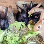 ‘frankenstein’-rabbits-with-face-tentacles-plague-colorado