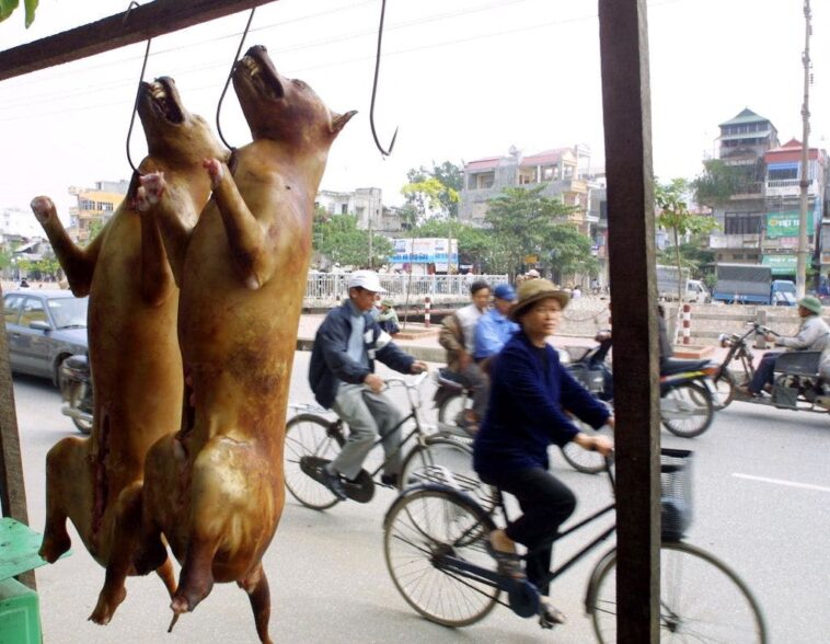 london-vietnamese-restaurant-shut-down-after-inspectors-find-frozen-dog-meat