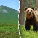 hiker’s-friend-watches-in-horror-as-brown-bear-drags-man-into-bushes-on-mountain:-report