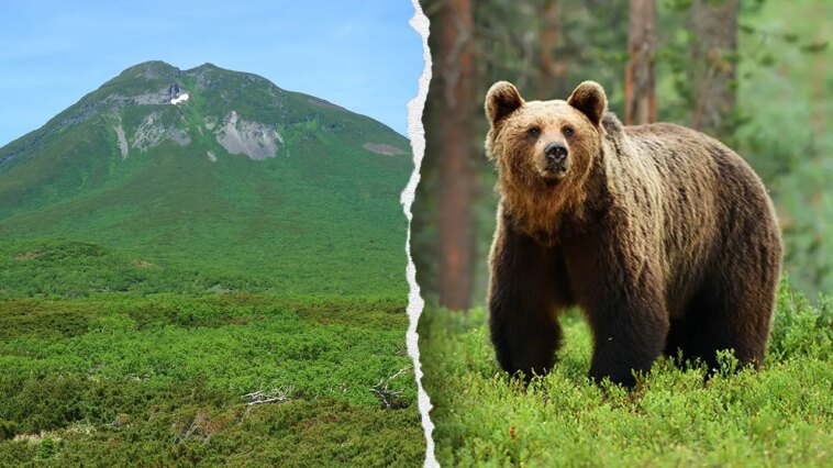 hiker’s-friend-watches-in-horror-as-brown-bear-drags-man-into-bushes-on-mountain:-report