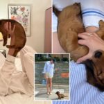 long-island-mall-scion-in-legal-dog-fight-with-ex-girlfriend-over-their-miniature-dachshund