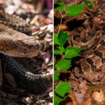 tennessee-hiker-killed-by-venomous-snake-bite-in-state-park-after-picking-up-the-deadly-reptile