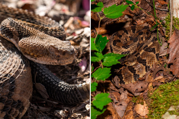 tennessee-hiker-killed-by-venomous-snake-bite-in-state-park-after-picking-up-the-deadly-reptile
