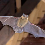 officials:-hundreds-possibly-exposed-to-rabies-in-bat-infested-cabins-at-wyoming’s-grand-teton-national-park