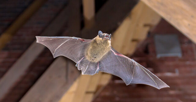 officials:-hundreds-possibly-exposed-to-rabies-in-bat-infested-cabins-at-wyoming’s-grand-teton-national-park