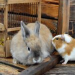 would-you-donate-pets-for-zoo-to-feed-to-its-predators?-some-say-‘yes’