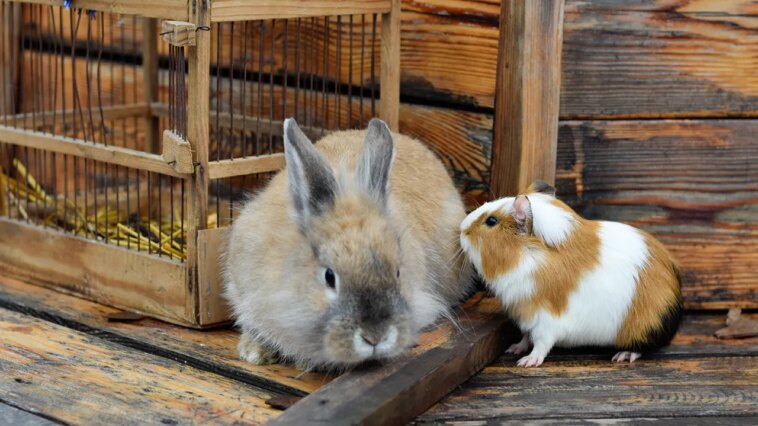 would-you-donate-pets-for-zoo-to-feed-to-its-predators?-some-say-‘yes’
