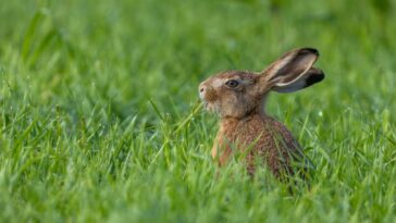 mutant-rabbits-sprouting-tentacles-from-their-heads-in-colorado:-here’s-what’s-responsible