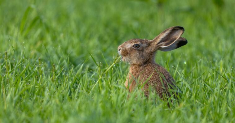 mutant-rabbits-sprouting-tentacles-from-their-heads-in-colorado:-here’s-what’s-responsible
