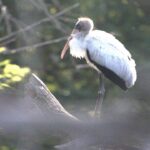 rare-sighting-as-threatened-bird-species-likely-got-lost,-ending-up-1,000-miles-from-home-in-wisconsin