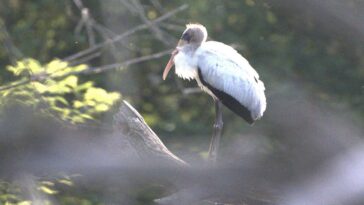 rare-sighting-as-threatened-bird-species-likely-got-lost,-ending-up-1,000-miles-from-home-in-wisconsin