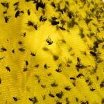 usda-announces-$750m-sterile-fly-breeding-program-to-protect-cattle-from-mexican-flesh-eating-maggots