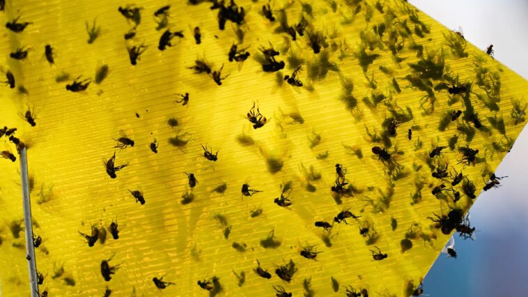 usda-announces-$750m-sterile-fly-breeding-program-to-protect-cattle-from-mexican-flesh-eating-maggots
