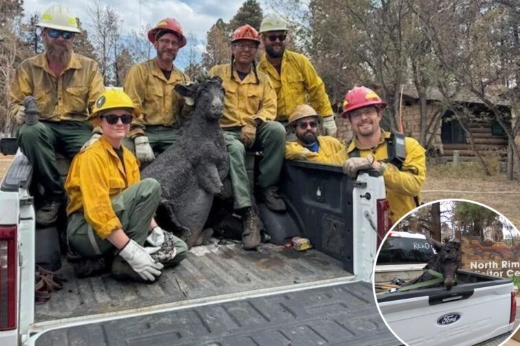 firefighters-recover-lost-grand-canyon-mascot-brighty-the-burro-after-wildfire-reduced-century-old-building-to-rubble