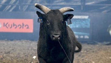 from-training-to-retirement,-the-bucking-bulls-of-pbr-live-like-star-athletes