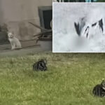 ‘zombie’-cats-invade-la-neighborhood:-‘i’m-hearing-scratches,-and-i’m-wondering,-what-is-this?’