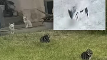 ‘zombie’-cats-invade-la-neighborhood:-‘i’m-hearing-scratches,-and-i’m-wondering,-what-is-this?’
