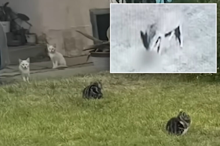 ‘zombie’-cats-invade-la-neighborhood:-‘i’m-hearing-scratches,-and-i’m-wondering,-what-is-this?’