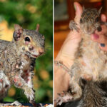 ‘zombie-squirrels’-covered-in-oozing-warts-spotted-sulking-through-us-backyards:-report