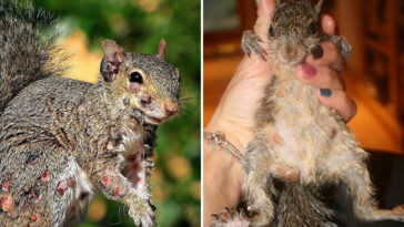 ‘zombie-squirrels’-covered-in-oozing-warts-spotted-sulking-through-us-backyards:-report