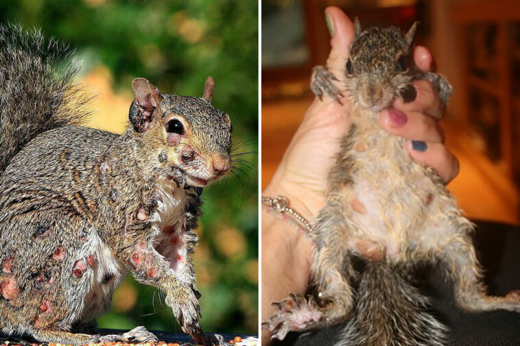 ‘zombie-squirrels’-covered-in-oozing-warts-spotted-sulking-through-us-backyards:-report