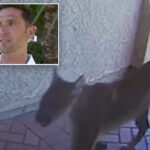 wild-video-shows-mountain-lion-strolling-into-california-home,-coming-face-to-face-with-man-inside:-‘locked-eyes’