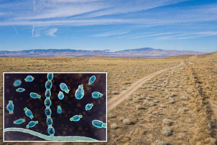 ‘valley-fever’-has-spiked-1,200%-in-california-—-why-more-people-are-getting-the-disease-that-can-spread-to-their-bones-and-brain
