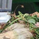 last-sugar-beet-factory-to-leave-california,-devastating-local-industry