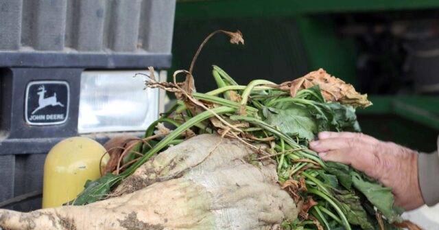 last-sugar-beet-factory-to-leave-california,-devastating-local-industry