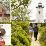 hundreds-of-martha’s-vineyard-residents-forced-to-go-vegan,-become-‘social-pariahs’-because-of-a-tiny,-dangerous-insect
