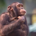 meet-hank,-the-autistic-chimpanzee-who-runs-gavin-newsom’s-x-account
