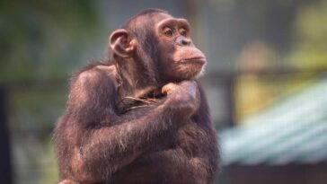 meet-hank,-the-autistic-chimpanzee-who-runs-gavin-newsom’s-x-account
