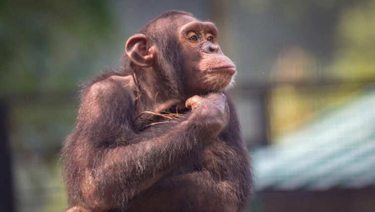meet-hank,-the-autistic-chimpanzee-who-runs-gavin-newsom’s-x-account