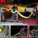 140-pound,-12-foot-python-captured-near-south-carolina-high-school-—-and-it-took-3-guys-to-wrangle-it:-‘damn,-he’s-strong-as-hell!’