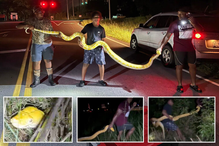140-pound,-12-foot-python-captured-near-south-carolina-high-school-—-and-it-took-3-guys-to-wrangle-it:-‘damn,-he’s-strong-as-hell!’