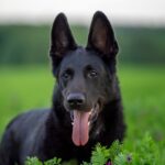 ‘this-has-got-to-be-god-here’-–-shortly-after-daughter’s-dream,-family-is-reunited-with-dog-lost-6-years-ago
