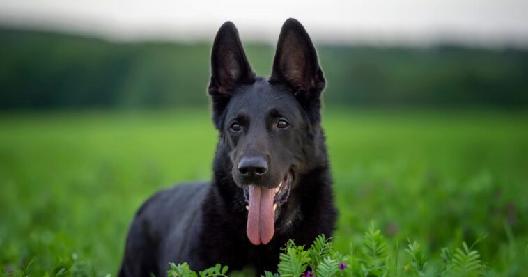 ‘this-has-got-to-be-god-here’-–-shortly-after-daughter’s-dream,-family-is-reunited-with-dog-lost-6-years-ago
