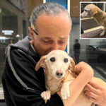 elderly-service-dog-bam-bam-reunited-with-blind-owner-more-than-2-months-after-being-stolen