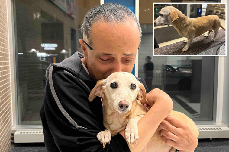 elderly-service-dog-bam-bam-reunited-with-blind-owner-more-than-2-months-after-being-stolen