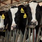 six-dead-in-dairy-accident-in-rural-colorado-plains-area
