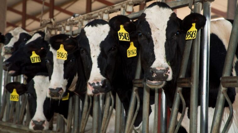 six-dead-in-dairy-accident-in-rural-colorado-plains-area