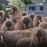 john-bolton-eludes-fbi-by-blending-into-a-herd-of-walruses