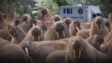 john-bolton-eludes-fbi-by-blending-into-a-herd-of-walruses