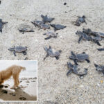 stray-dog-slaughters-23-baby-sea-turtles-just-hours-after-they-hatched-on-florida-beach