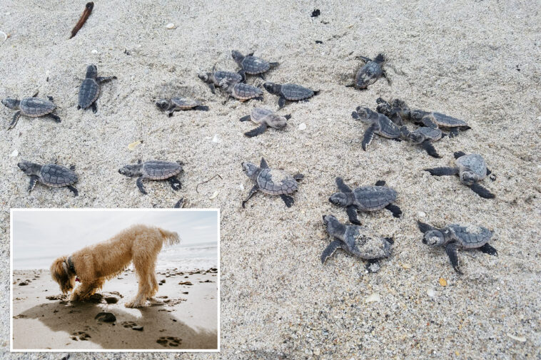 stray-dog-slaughters-23-baby-sea-turtles-just-hours-after-they-hatched-on-florida-beach